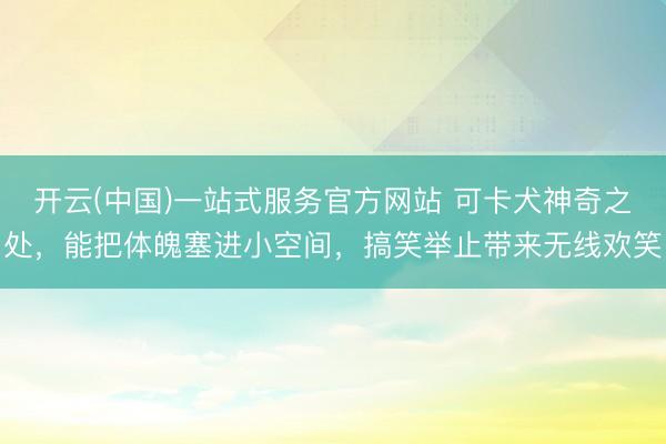 开云(中国)一站式服务官方网站 可卡犬神奇之处,能把体魄塞进小空间,搞笑举止带来无线欢笑